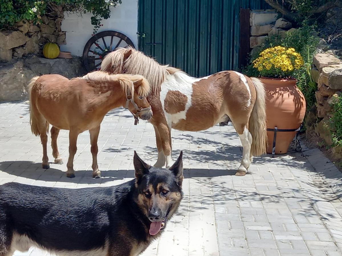 Casinha De Campo- Quintinha Dos Cavalos- Arruda Dos Vinhos Lägenhet Exteriör bild