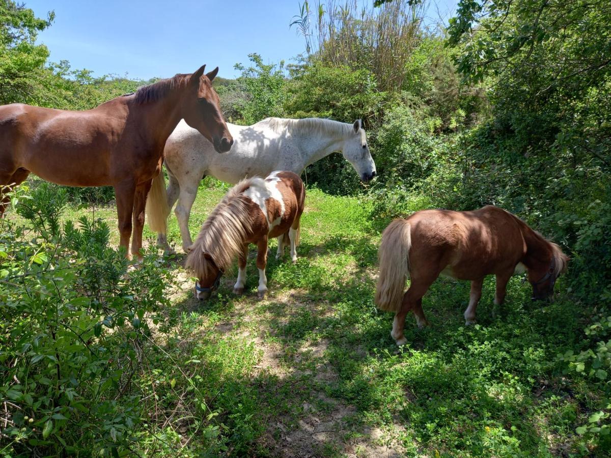 Casinha De Campo- Quintinha Dos Cavalos- Arruda Dos Vinhos Lägenhet Exteriör bild