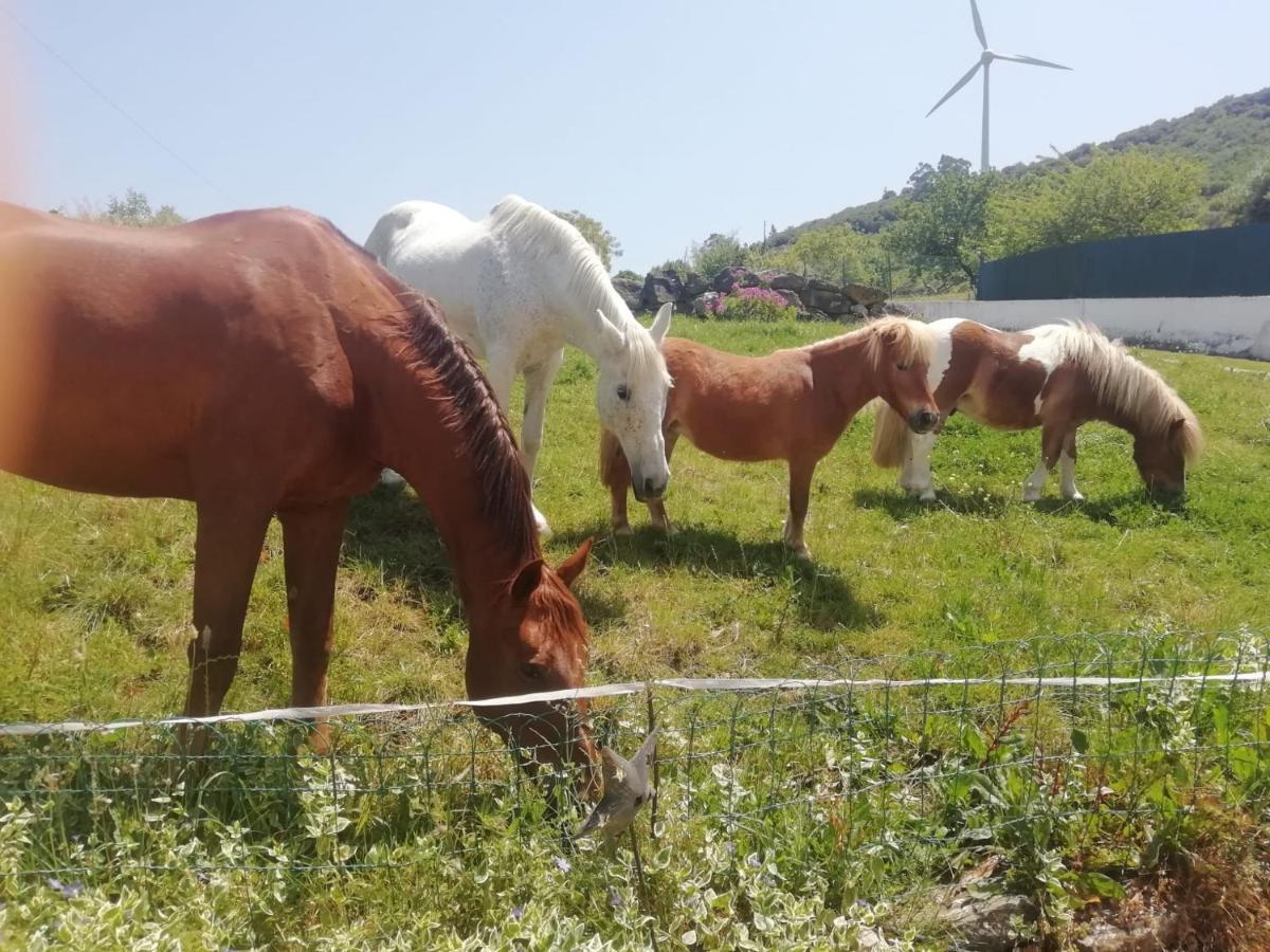 Casinha De Campo- Quintinha Dos Cavalos- Arruda Dos Vinhos Lägenhet Exteriör bild